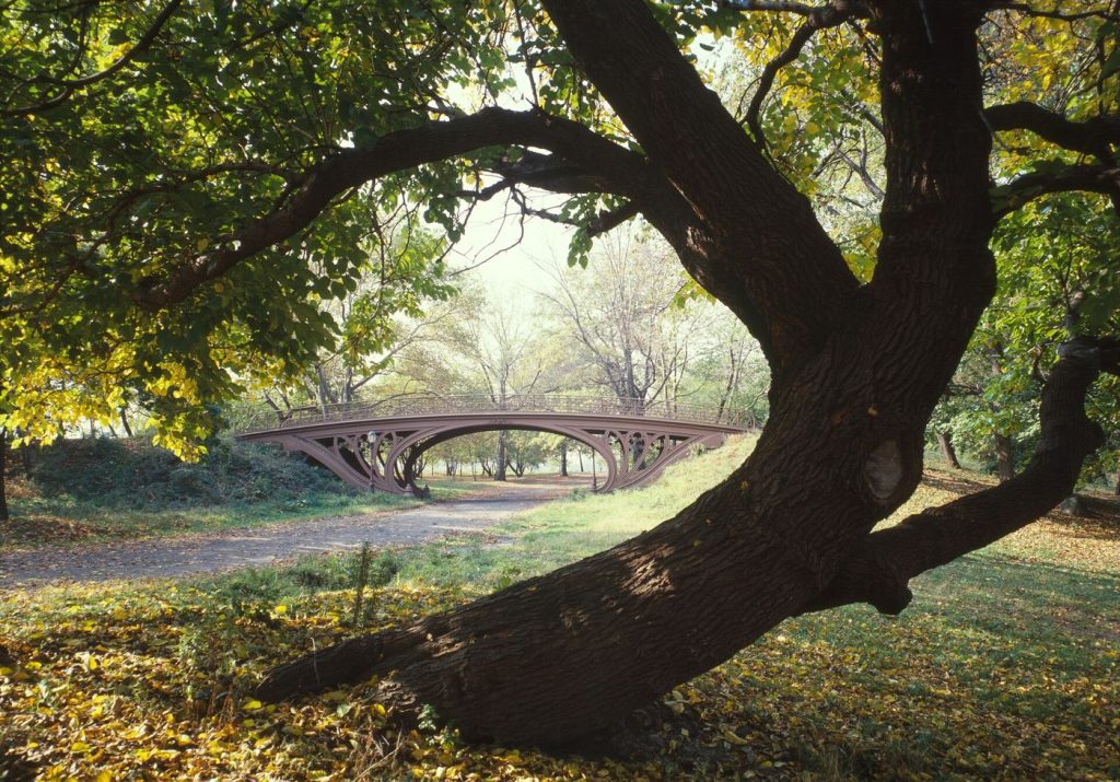 Urban Trees Prove to Be Powerful Cooling Infrastructure Urban Trees Prove to Be Powerful Cooling Infrastructure